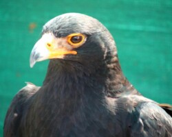 eagle encounters